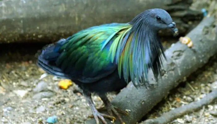 nicobar pigeon coloured coat