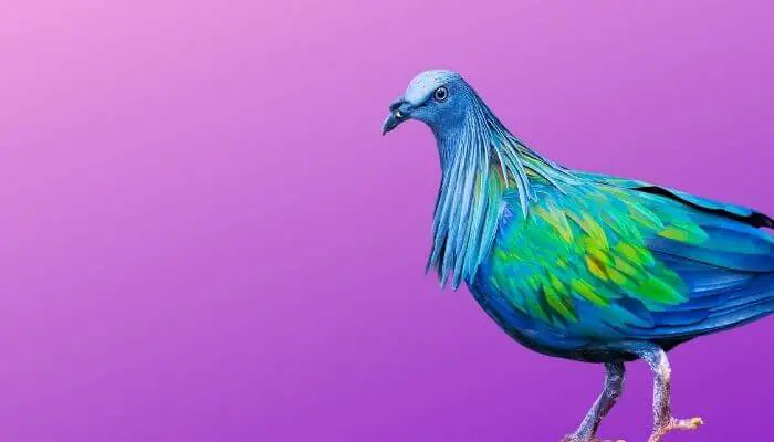 nicobar pigeon