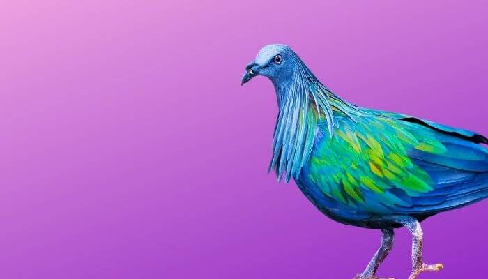 nicobar-pigeon-breed-guide-pigeonpedia