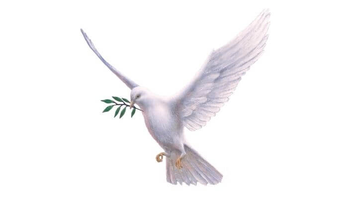 Real Dove With Olive Branch