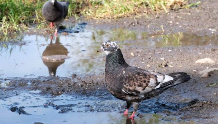 pigeon standing in clay