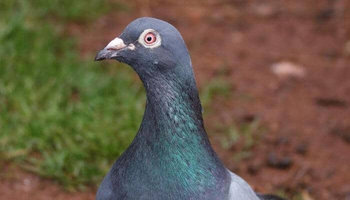 pigeon stood on clay ground