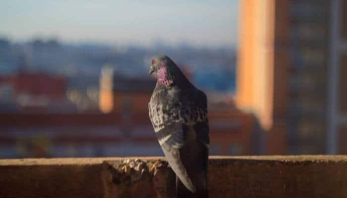 pigeons damage buildings