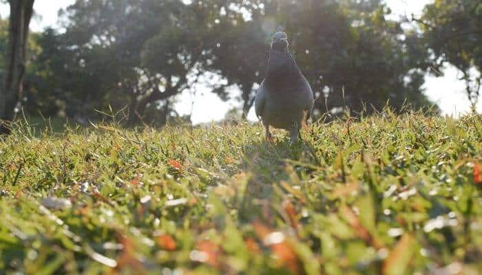 what do pigeons do for the environment