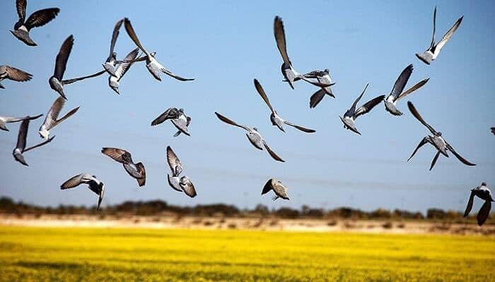 pigeons seed dispersal