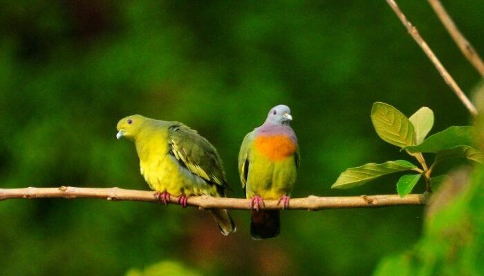 pink necked green pigeon pair