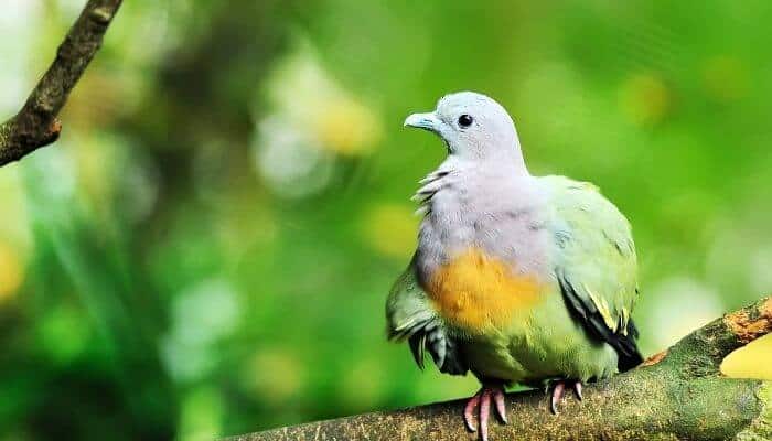 pink necked green pigeon - rainbow pigeon