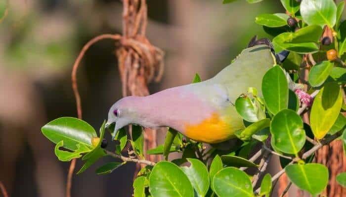 pink necked green pigeons love fruit