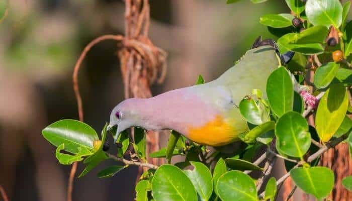 pink necked rainbow green pigeon