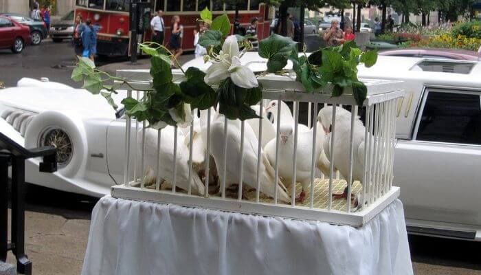 release doves