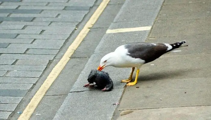 seagull eating pigeon