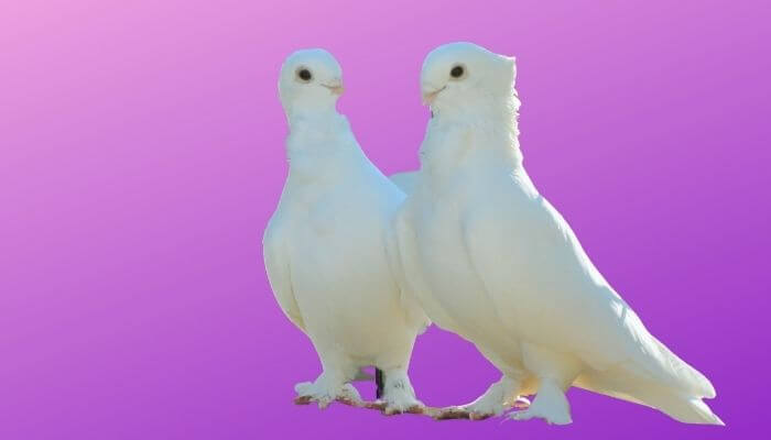 a pair of seraphim pigeons