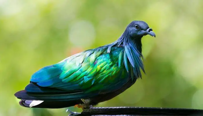 the colorful nicobar pigeon