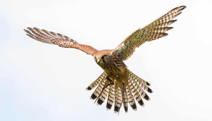 a kestrel