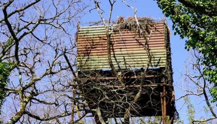 a pigeon hunting hideout