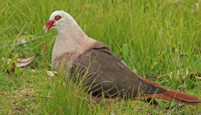 a pink pigeon