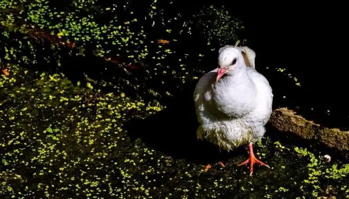 a white pigeon