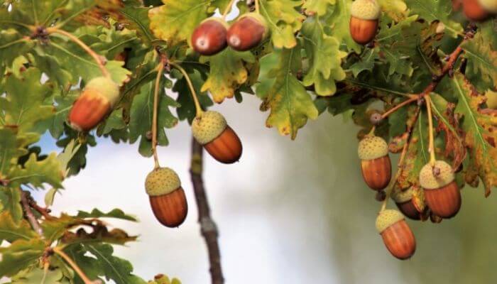 acorns on tree
