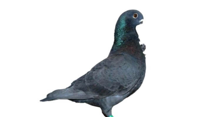 african owl pigeon