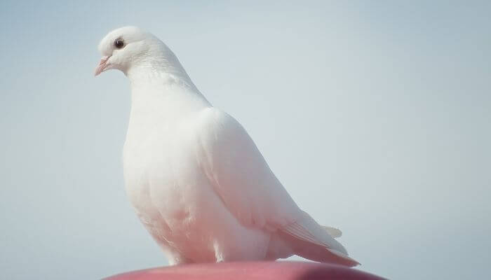 beautiful white pigeon