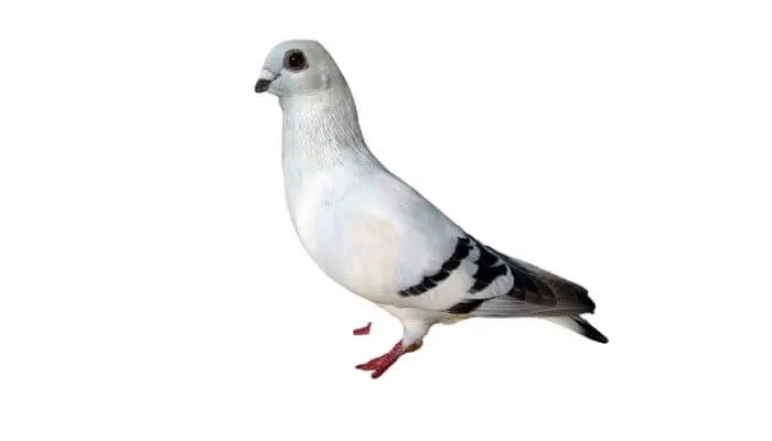 the damascene pigeon