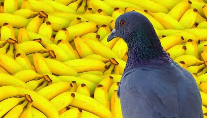 do pigeons eat bananas