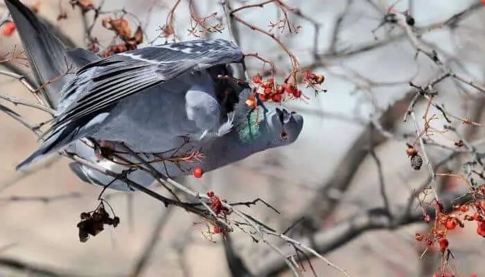 do pigeons eat fruit