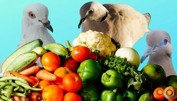 do pigeons eat vegetables