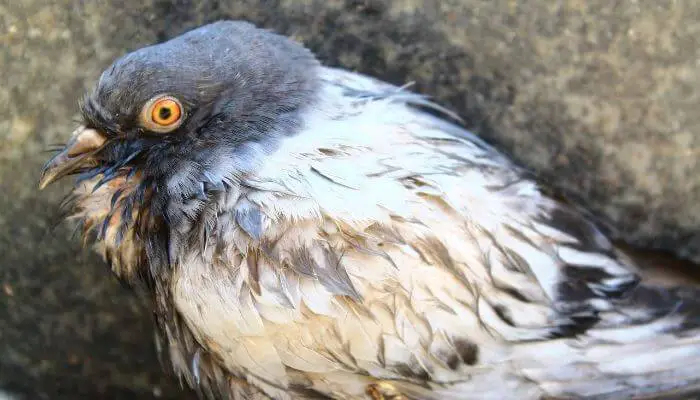 How to Recognise a Sick Pigeon – 10 Symptoms To Watch Out For