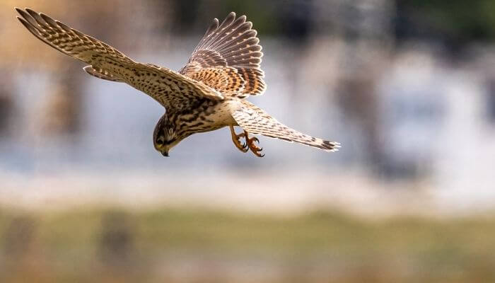 kestrel hunting pigeon