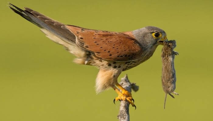 kestrel with mouse