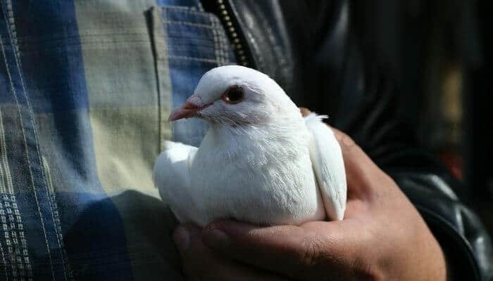 man holding a white pigeon
