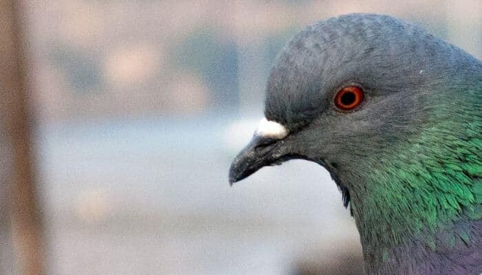 A Pigeon’s Beak: All You Need To Know + Common Problems