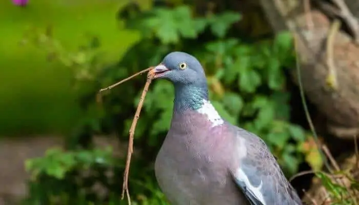 pigeon carrying twig in beak