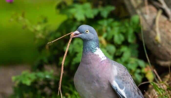 pigeon carrying twig in beak