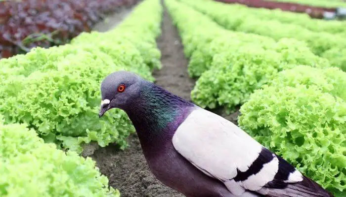pigeon eating lettuce