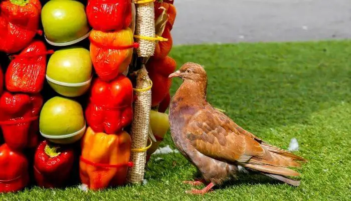 vegetables for pigeons