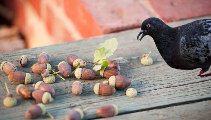 pigeon looking at acorns