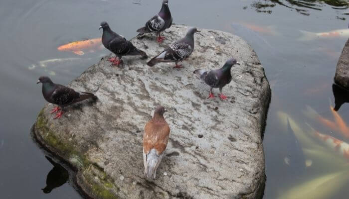 pigeons looking at fish