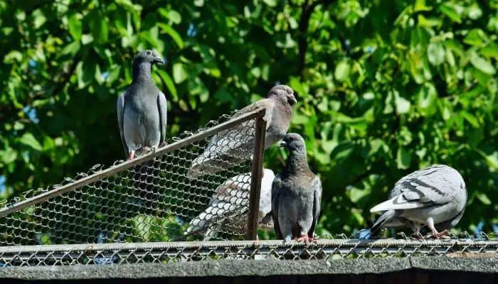 pigeons sitting on a roof