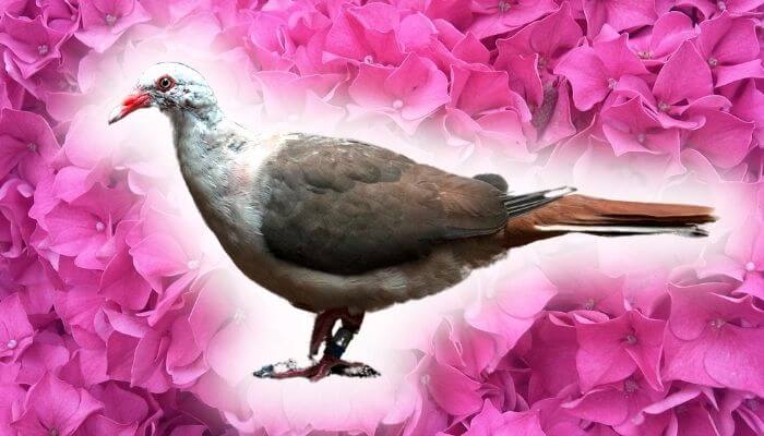pink pigeon