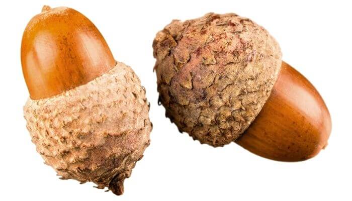 two acorns
