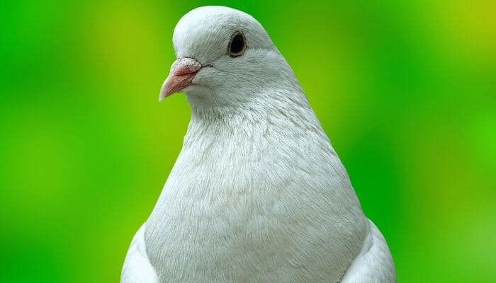 white pigeon and dove