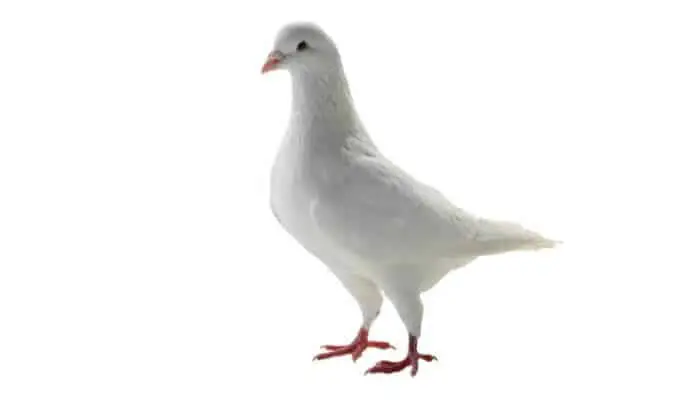 white pigeon release dove appearance