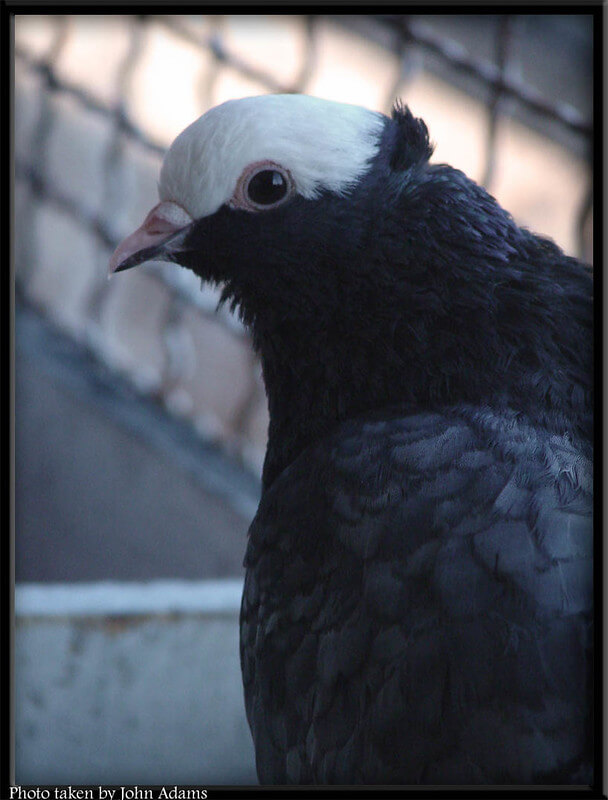 a mookee pigeon side profile