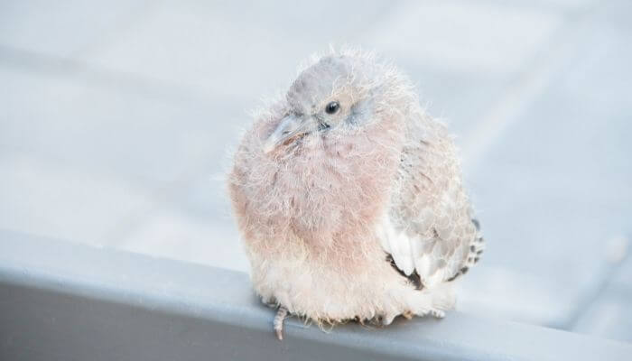 cute baby pigeon
