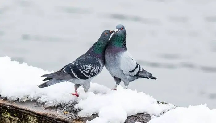 cute pigeon couple