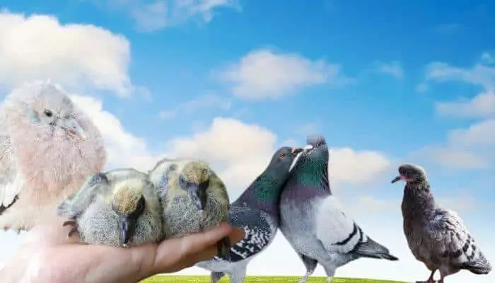 cute pigeons