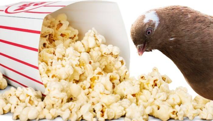 Do Pigeons Eat Popcorn?