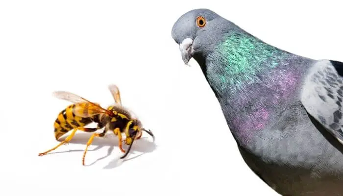 do pigeons eat wasps